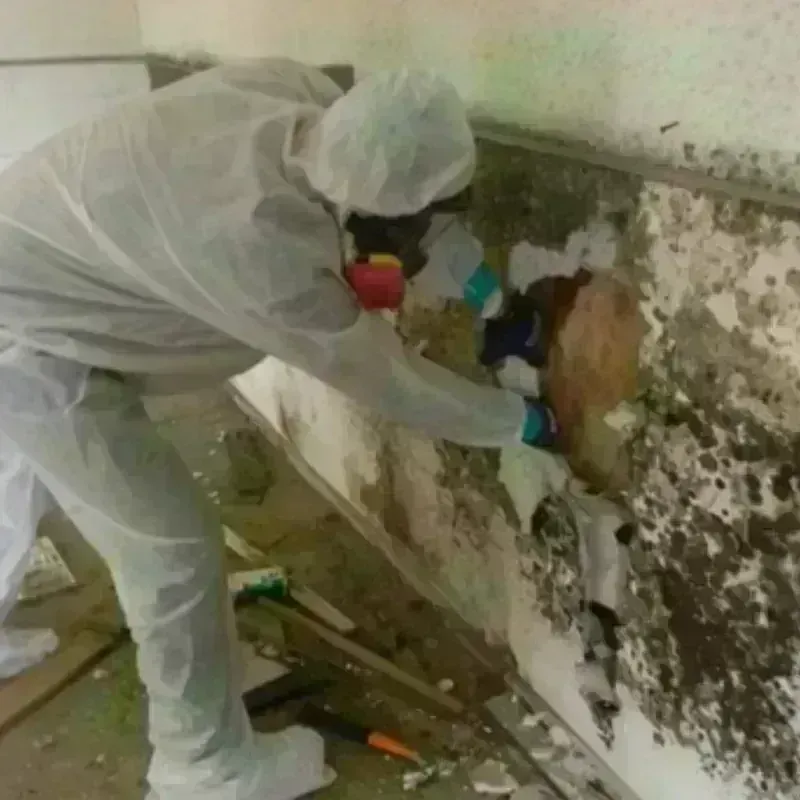 Mold Remediation and Removal in Jackson County, TN